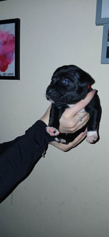 Staffordshire Bull Terrier puppies for sale in Malmesbury, Wiltshire – KC registered, 5 weeks old - Image 3 of 4