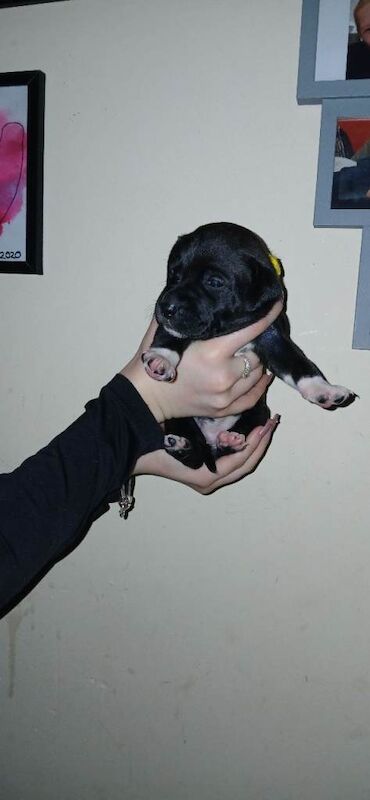 Staffordshire Bull Terrier puppies for sale in Malmesbury, Wiltshire – KC registered, 5 weeks old - Image 4 of 4