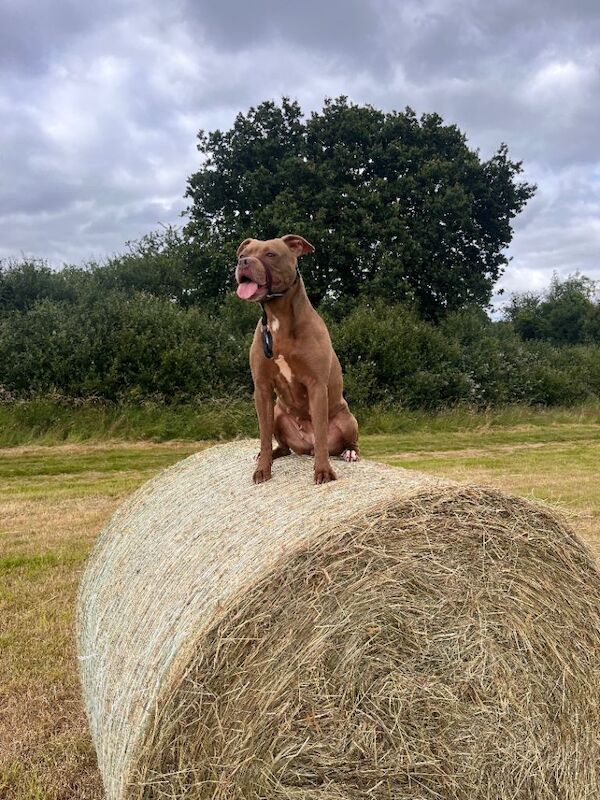 Staffie Puppies For Sale