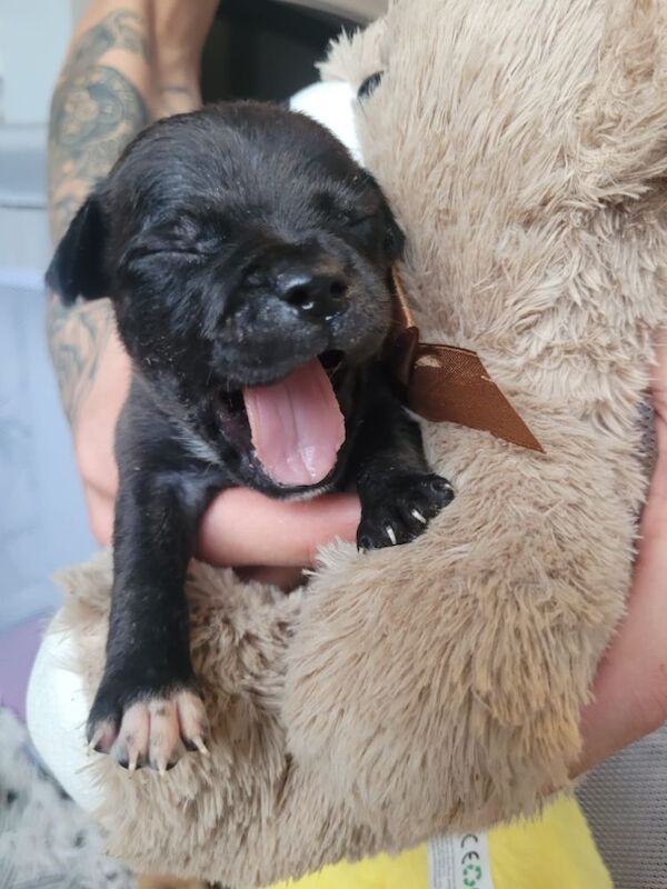 Staffordshire Bull Terrier puppies for sale in NE40 4PH – 11 weeks old - Image 2 of 3