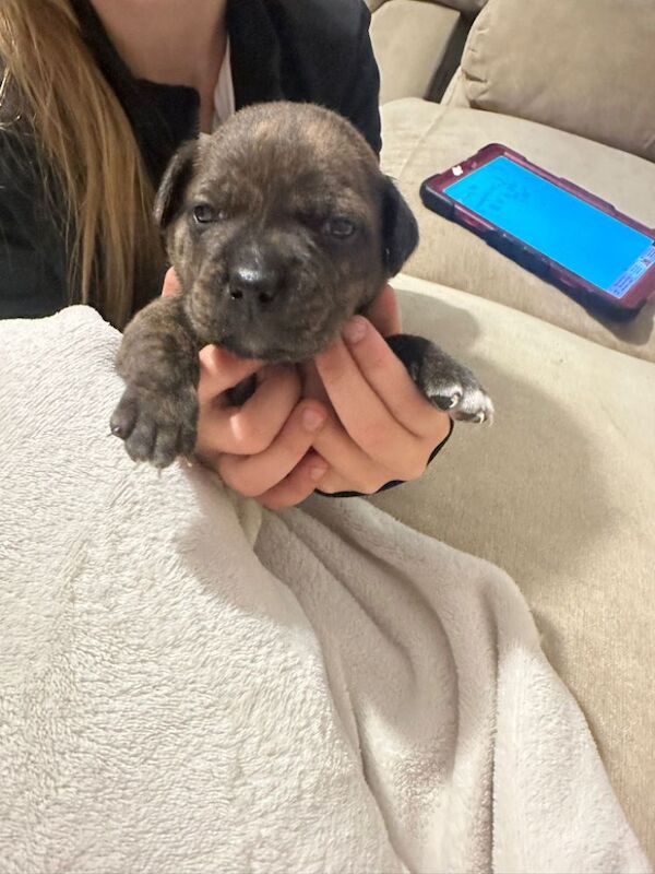 Staffordshire Bull Terrier puppies for sale in NE40 4PH – 11 weeks old - Image 3 of 3