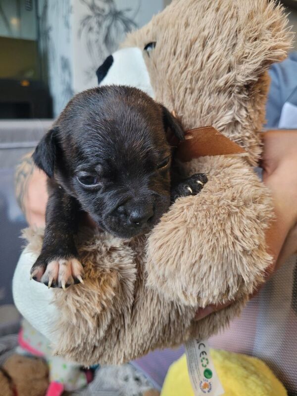 Staffordshire Bull Terrier puppies for sale in Newcastle upon Tyne, Tyne and Wear – 4 weeks old
