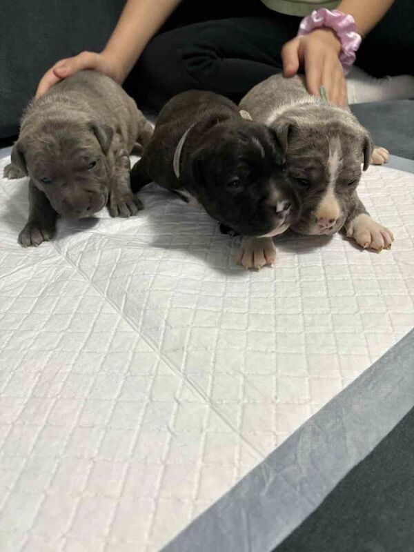 Staffordshire Bull Terrier puppies for sale in Aberdeen – 2 weeks old
