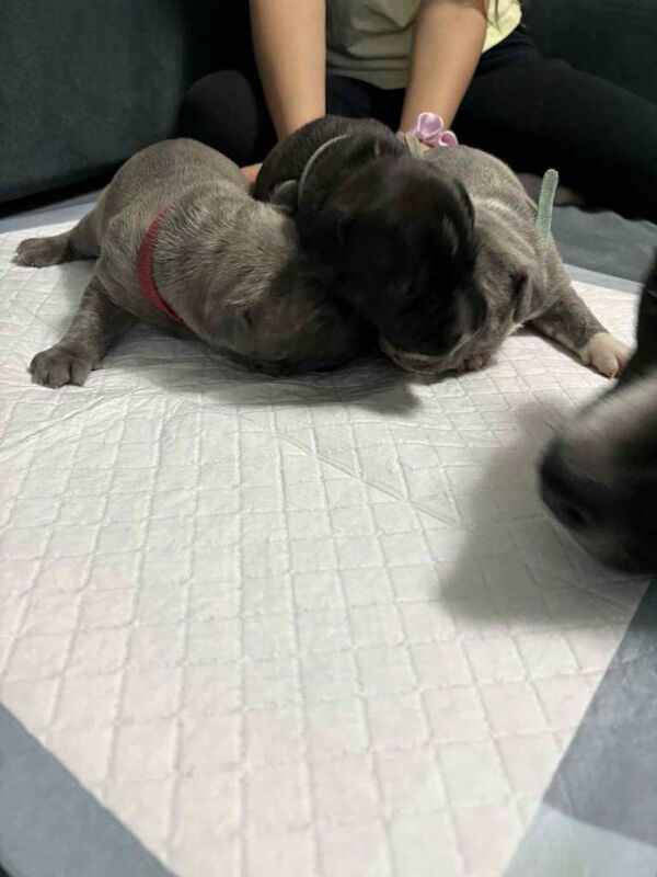 Staffordshire Bull Terrier puppies for sale in Aberdeen – 2 weeks old - Image 2 of 6