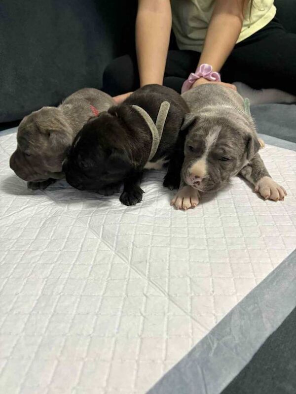 Staffordshire Bull Terrier puppies for sale in Aberdeen – 2 weeks old - Image 3 of 6