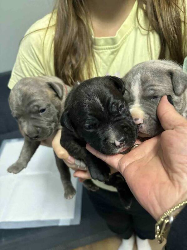 Staffordshire Bull Terrier puppies for sale in Aberdeen – 2 weeks old - Image 4 of 6