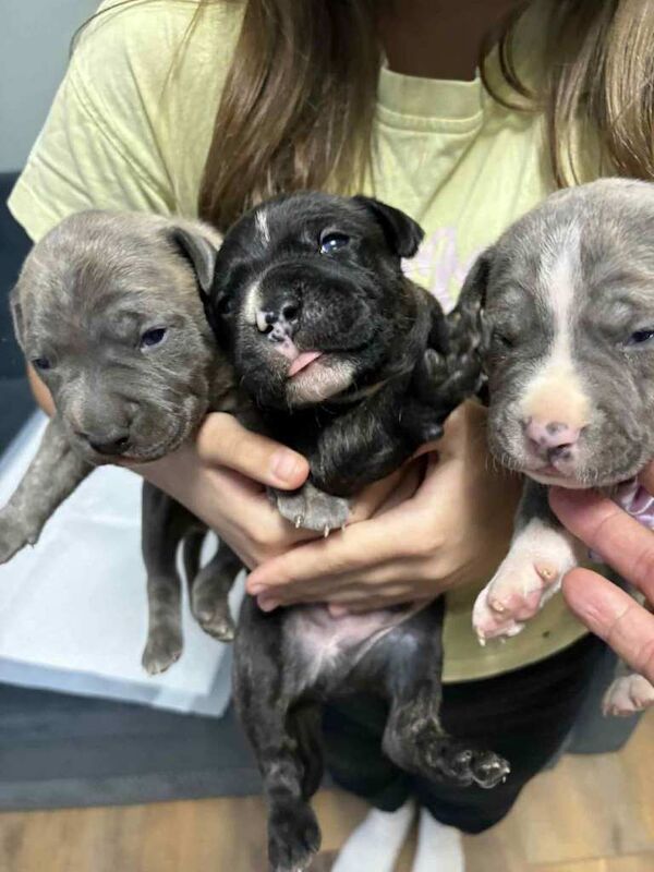 Staffordshire Bull Terrier puppies for sale in Aberdeen – 2 weeks old - Image 5 of 6