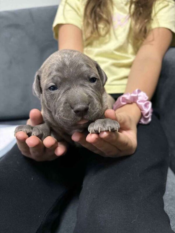 Staffordshire Bull Terrier puppies for sale in Aberdeen – 2 weeks old - Image 6 of 6