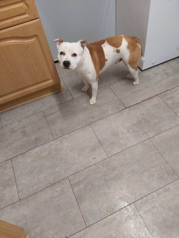 Staffie - Image 2 of 2