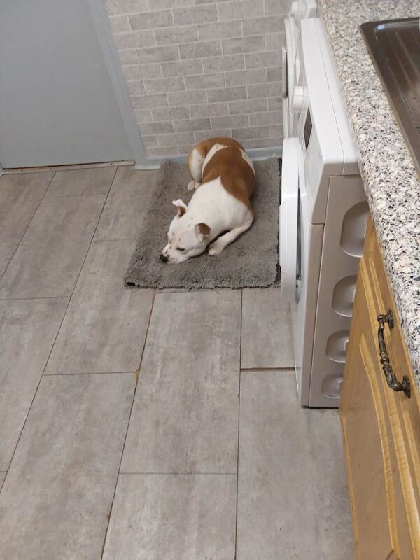 Staffie