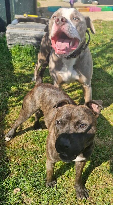 Staffie