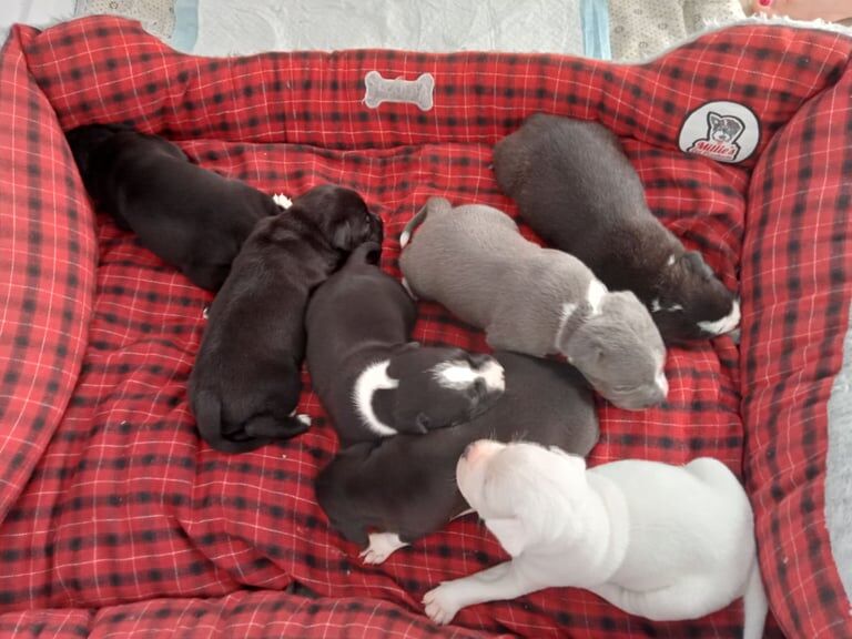 Staffie blue puppies for sale in Tipton, West Midlands