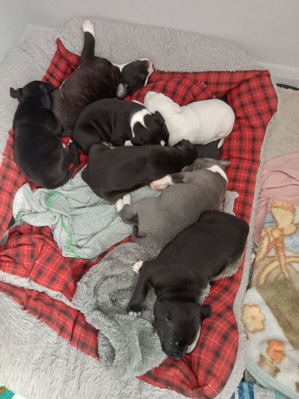 Staffie blue puppies for sale in Tipton, West Midlands | Image 3