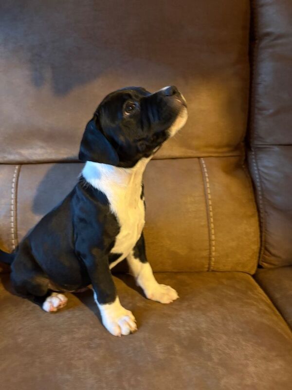 Staffie boy pup. Last one left