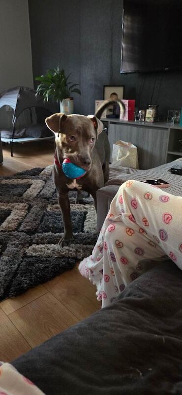Staffordshire Bull Terrier puppies for sale in Hamilton, South Lanarkshire – 7 months old