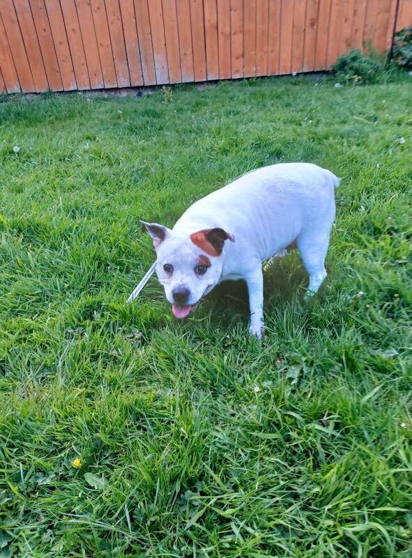 Staffie cross