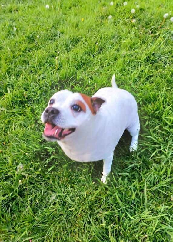 Staffie cross - Image 2 of 5