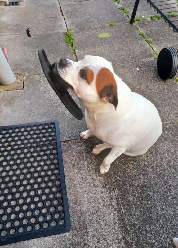 Staffie cross - Image 3 of 5