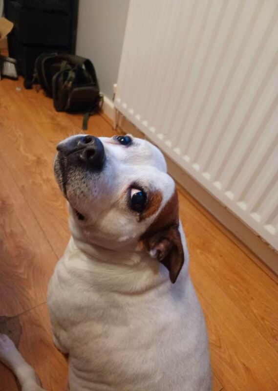 Staffie cross - Image 4 of 5
