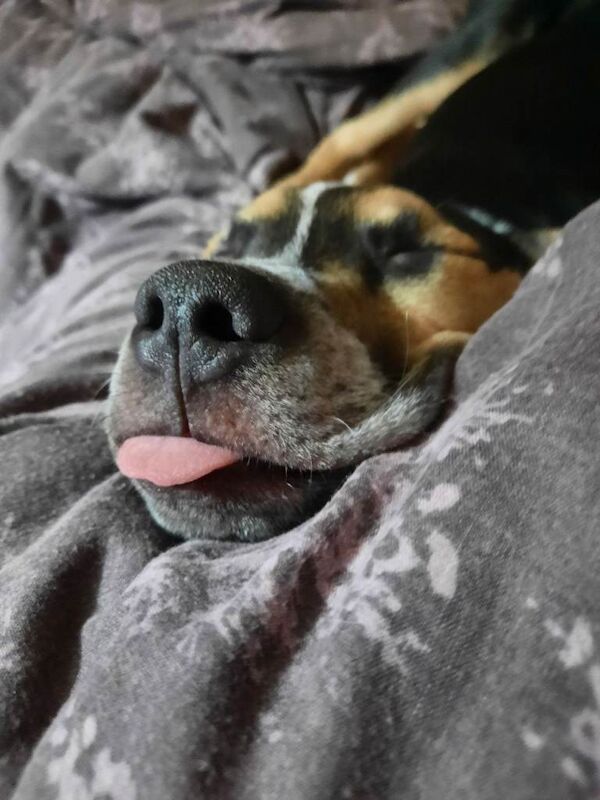 Staffie cross
