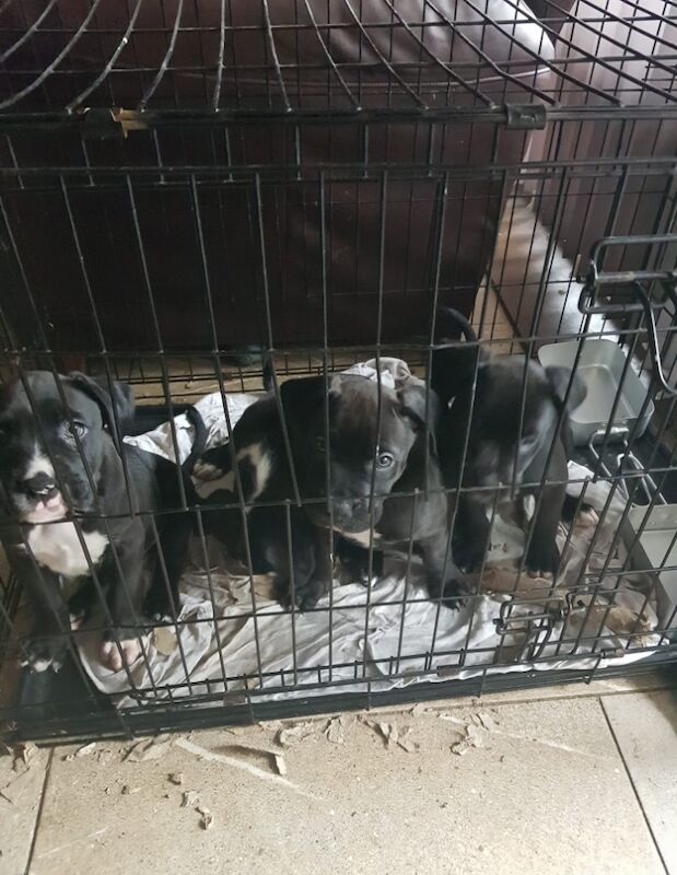 Staffie cross boxer puppies for sale in Great wakering essex | Image 2