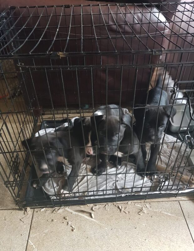 Staffie cross boxer puppies for sale in Great wakering essex | Image 3