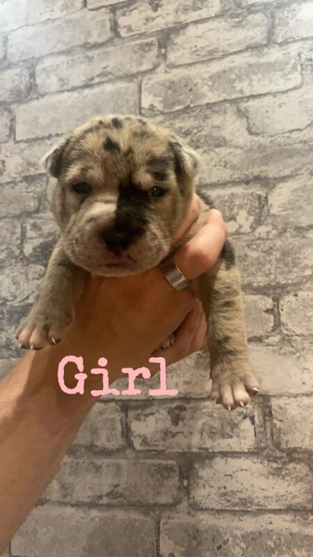 Staffie Cross Chinese shar pei puppies 9 babies for sale in Hartlepool, County Durham | Image 3