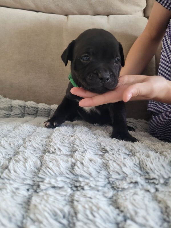 Staffie cross mastiff for sale in Newcastle upon Tyne, Tyne and Wear