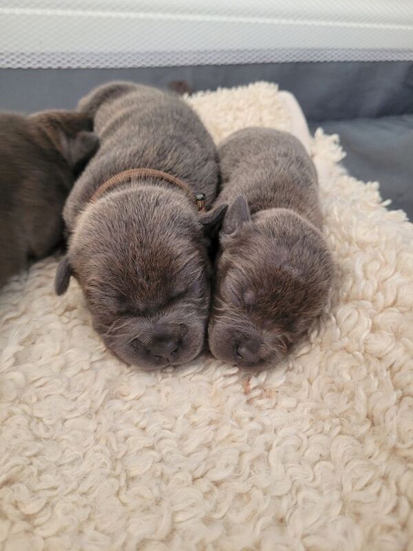 Staffie cross mastiff