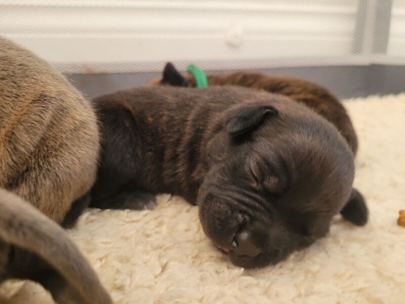 Staffie cross mastiff - Image 2 of 9