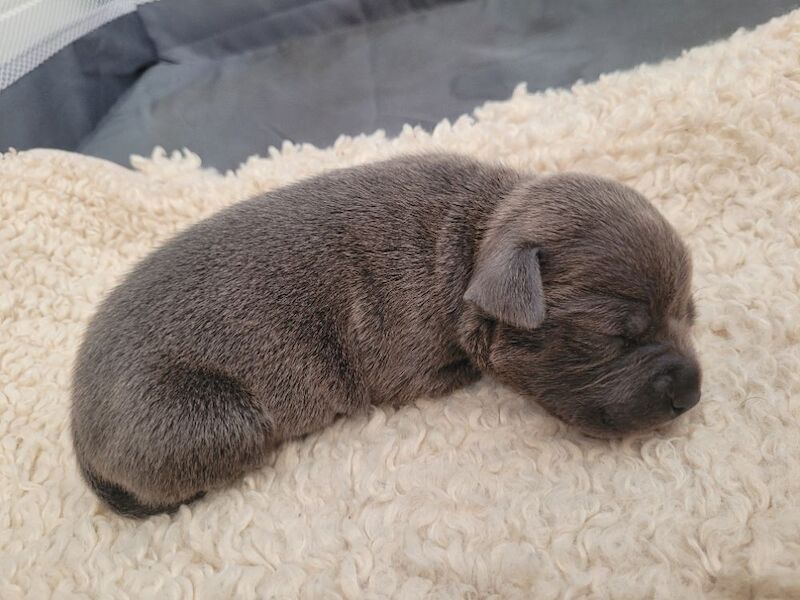 Staffie cross mastiff - Image 3 of 9