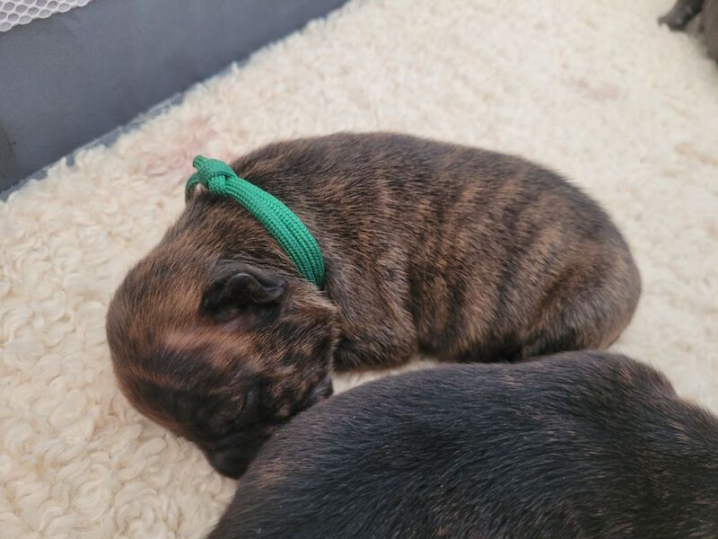 Staffie cross mastiff - Image 4 of 9