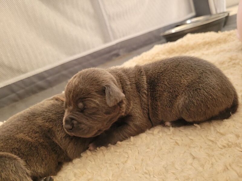 Staffie cross mastiff - Image 5 of 9