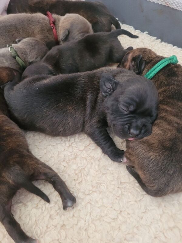 Staffie cross mastiff - Image 7 of 9