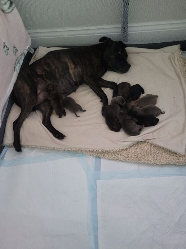 Staffie cross mastiff