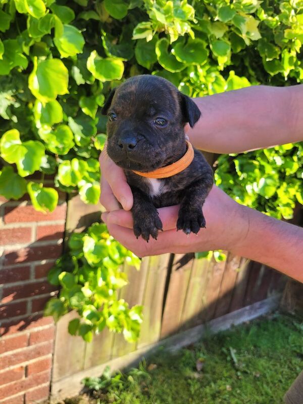Staffie cross mastiff ONLY 3 left