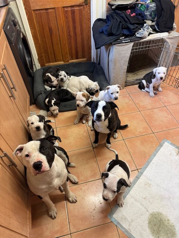 Staffordshire Bull Terrier puppies for sale in Guildford, Surrey – 10 months old - Image 1 of 1