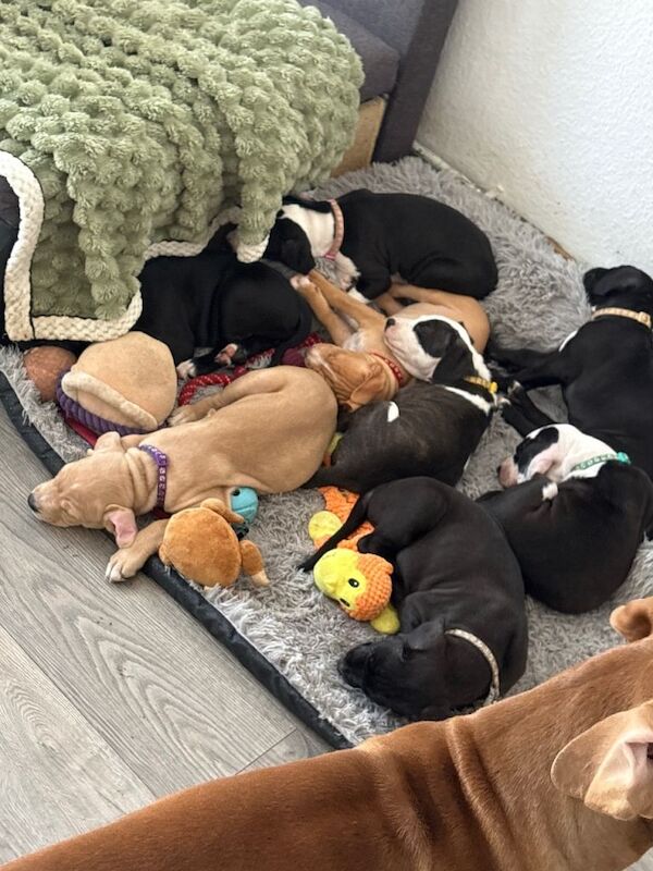 Staffordshire Bull Terrier Puppies For Sale Under £1,000