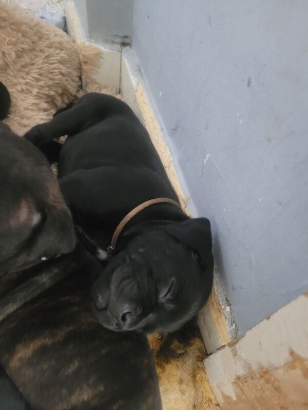 Staffie (only 2 girls left) for sale in Newcastle upon Tyne, Tyne and Wear | Image 2
