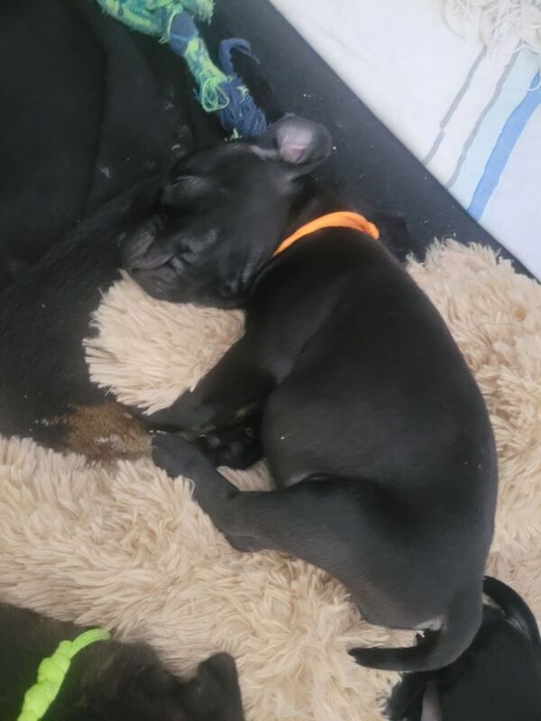 Staffie (only 2 girls left) for sale in Newcastle upon Tyne, Tyne and Wear | Image 3