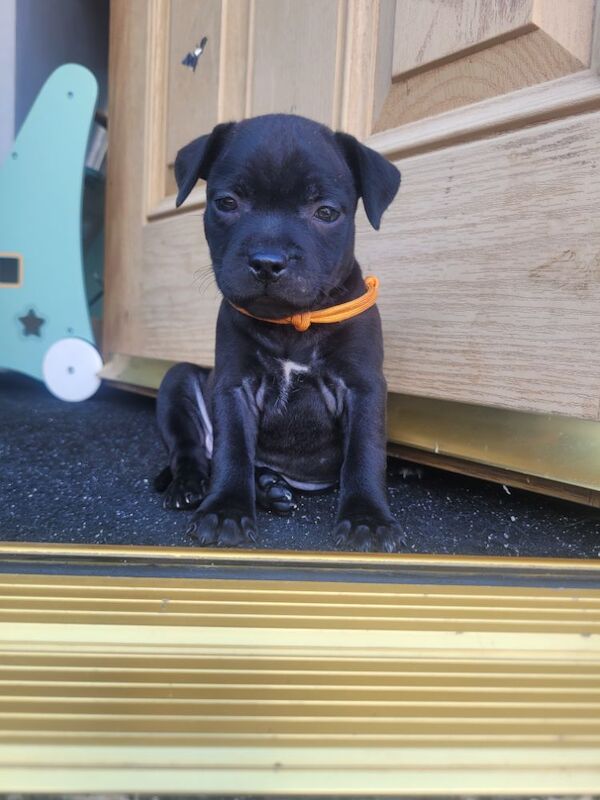 Staffordshire Bull Terrier puppies for sale in Newcastle upon Tyne, Tyne and Wear – 7 months old - Image 1 of 3