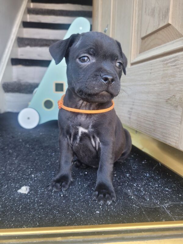 Staffordshire Bull Terrier puppies for sale in Newcastle upon Tyne, Tyne and Wear – 7 months old - Image 2 of 3