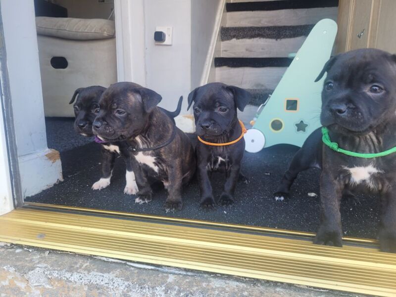 Staffordshire Bull Terrier puppies for sale in Newcastle upon Tyne, Tyne and Wear – 7 months old - Image 3 of 3