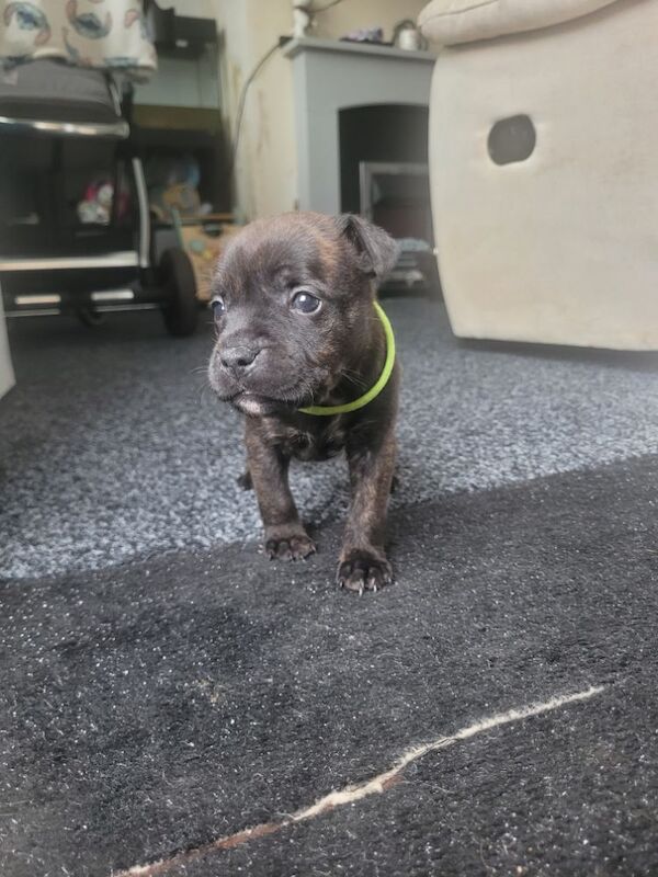Staffie (only 3 girls left) for sale in Newcastle upon Tyne, Tyne and Wear | Image 2