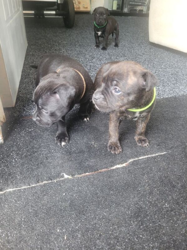 Staffie (only 3 girls left) for sale in Newcastle upon Tyne, Tyne and Wear | Image 3