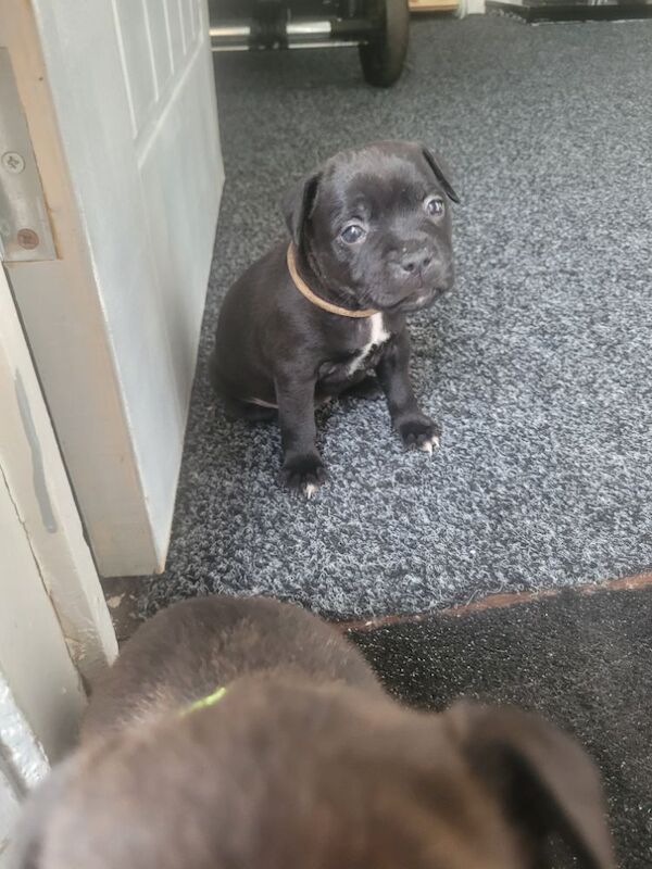 Staffie (only 2 girls left) for sale in Newcastle upon Tyne, Tyne and Wear | Image 1