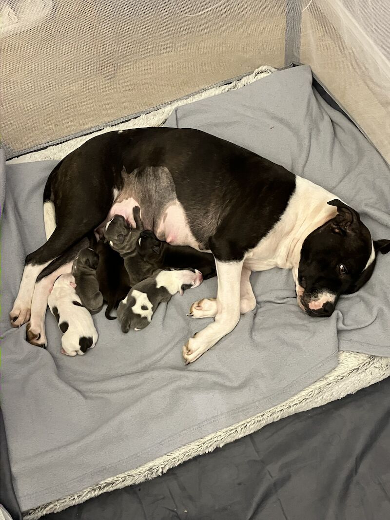Staffie pup for sale in Falkirk | Image 2
