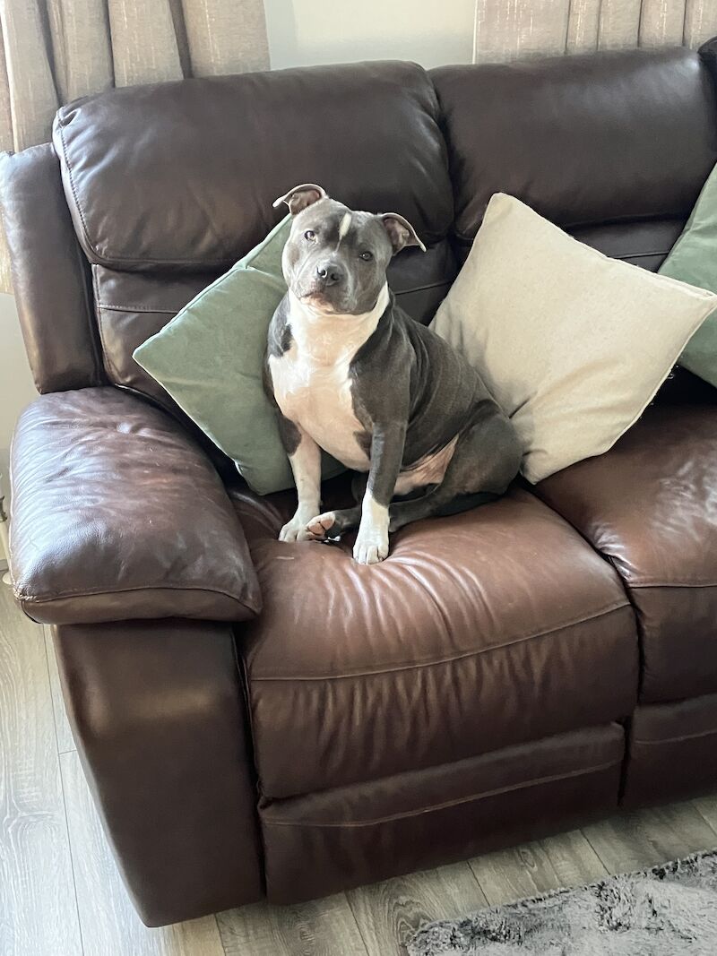 Staffie pup for sale in Falkirk | Image 3