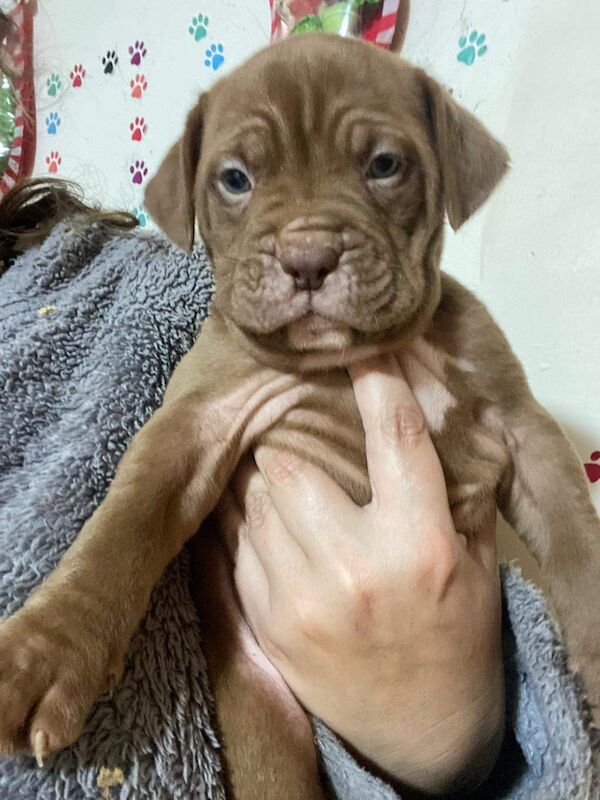 Staffordshire Bull Terrier puppies for sale in March, Cambridgeshire – 5 weeks old