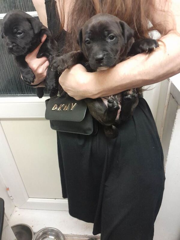 Staffordshire Bull Terrier puppies for sale in Morden, Greater London – 5 weeks old